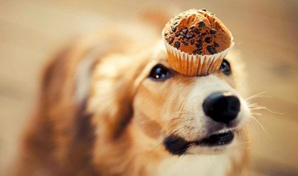 Gallery-of-Dogs-Balancing-Cupcakes-539445.jpg